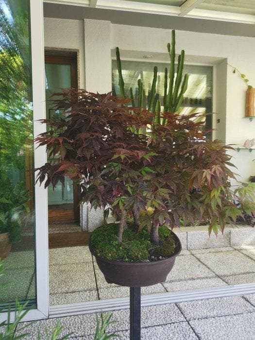 Drietand Esdoorn (Acer Buergerianum) - Hoogte (boom): 60 cm, Antiek en Kunst, Curiosa en Brocante