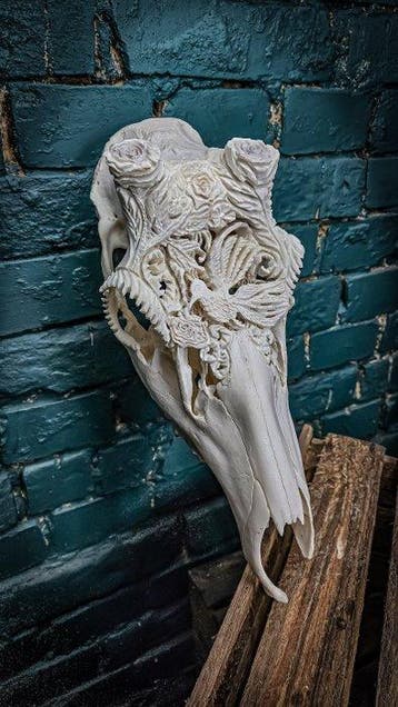Cerf élaphe Crâne - Cervus elaphus - 45 cm - 15 cm - 15 cm -