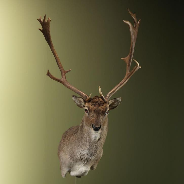 Damhert Taxidermie Opgezette Dieren By Max, Verzamelen, Dierenverzamelingen, Opgezet dier, Nieuw, Wild dier, Ophalen of Verzenden