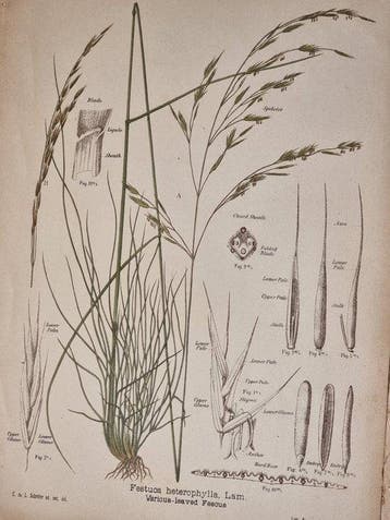 Friedrich Gottlieb Stebler (1852 - 1935) - Carl Joseph
