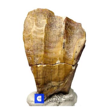 Top Groot Ouranosaurus nigeriensis, basale hadrosauriër