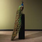 Blauwe Pauw Taxidermie Opgezette Dieren By Max, Verzamelen, Ophalen of Verzenden, Nieuw, Vogel, Opgezet dier
