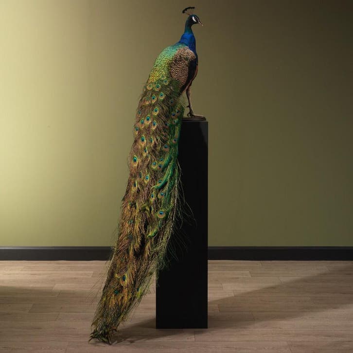 Blauwe Pauw Taxidermie Opgezette Dieren By Max, Verzamelen, Dierenverzamelingen, Opgezet dier, Nieuw, Vogel, Ophalen of Verzenden