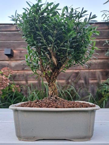 Buxus Harlandii shohin bonsai in bonsaischaal - Hoogte