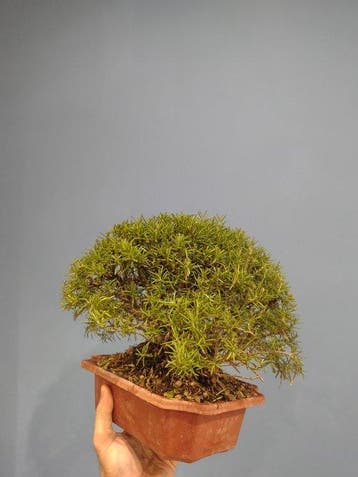 Rozemarijnbonsai - Hoogte (boom): 24 cm - Diepte (boom): 25