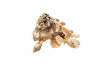 Xenophora calculifera - Zeldzame steenendrager-schelp -, Verzamelen, Nieuw
