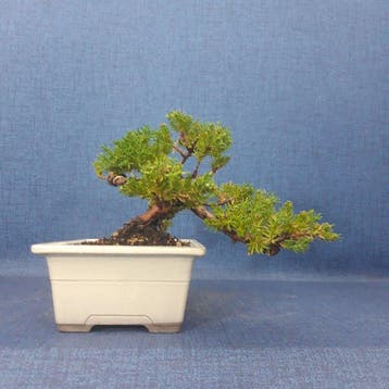 Jeneverbes bonsai (Juniperus) - Hoogte (boom): 14 cm -