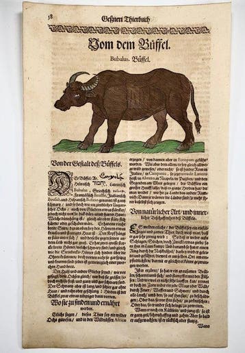 Conrad Gesner (1516-1565) - Bison, Buffalo [Bubalus], folio, Antiek en Kunst