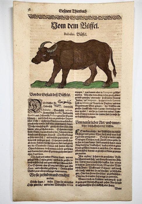 Conrad Gesner (1516-1565) - Bison, Buffalo [Bubalus], folio, Antiek en Kunst, Antiek | Boeken en Manuscripten