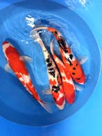 Hirasawa Marusei 45-55cm (Japanse Koi), Ophalen of Verzenden, Nieuw