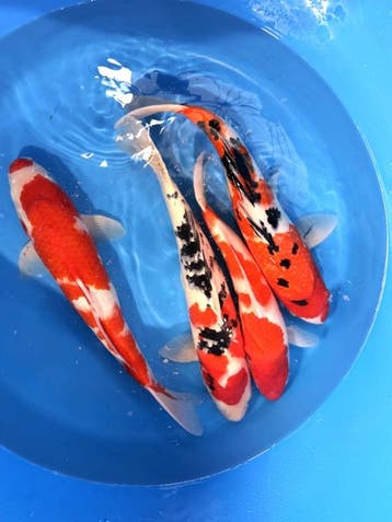 Hirasawa Marusei 45-55cm (Japanse Koi), Ophalen of Verzenden, Nieuw