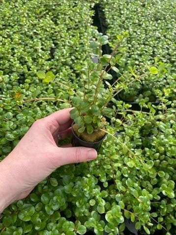 Rotala Rotundifolia (Aquariumplanten, Aquarium producten), Dieren en Toebehoren, Verzenden, Nieuw, Plant(en), Steen of Hout