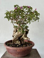 Bonsaï Bougainvillier (Bougainvillea glabra) - Hauteur