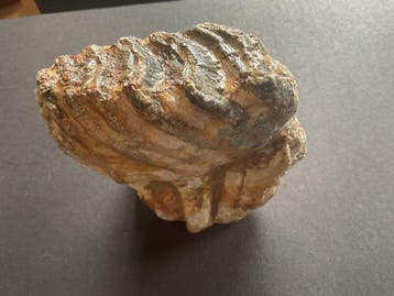 Wolharige mammoet - Fossiele kies - 15 cm - 7 cm (Zonder