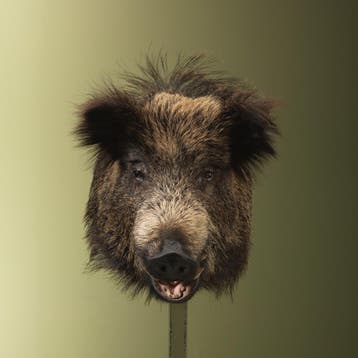 Wild Zwijn Middel Taxidermie Opgezette Dieren By Max, Ophalen of Verzenden, Opgezet dier