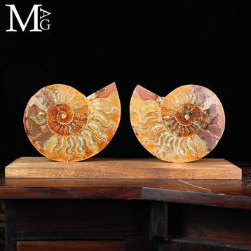 Ammonite Cleoniceras sectionnée, chambres remplies de, Collections, Minéraux & Fossiles