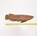 Franz Bergmann - sculptuur, Grand poisson Carpe koï - 28 cm