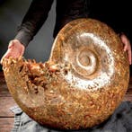 Phylloceras géant exceptionnel, ammonite — pièce de musée de, Collections