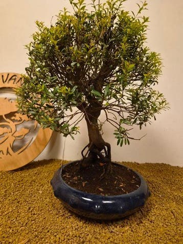 Syzygium - Hauteur (arbre) : 43 cm - Profondeur (arbre) : 31