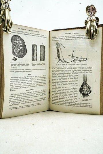 D. Cauvet - Nouveaux éléments dhistoire naturelle médicale