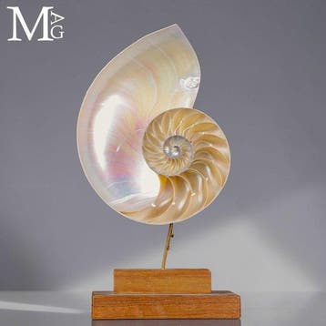 Iriserende parelmoer Nautilus pompilius - Perfect, Nieuw