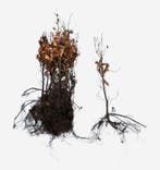 Beukenhaag - Groene beuk - Fagus sylvatica - 60 t/m 200cm, Ophalen of Verzenden