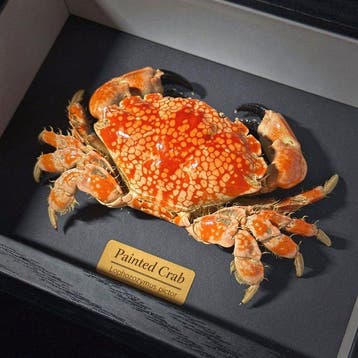 Krab Taxidermie wandmontage - Lophozozymus pictor - 10 cm -