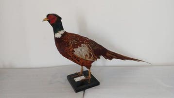 Fazant Taxidermie volledige montage - Phasianus colchicus -