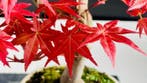 Japanese maple bonsai (Acer palmatum) - Hauteur (arbre) : 40