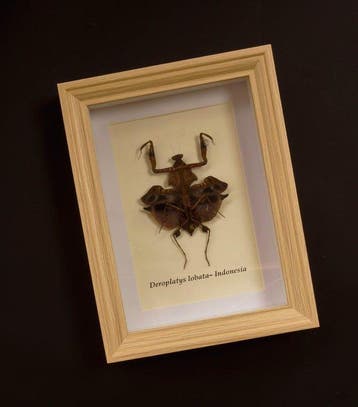 Bidsprinkhaan Taxidermie volledige montage - Deroplatys, Antiek en Kunst