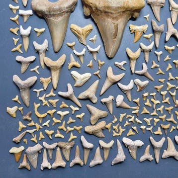 Large collection of mixed Fossil Shark Teeth - Fossiele, Verzamelen