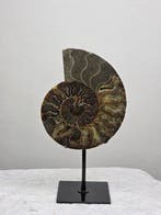 Ammoniet - Gefossiliseerd dier - Aioloceras (Cleoniceras)