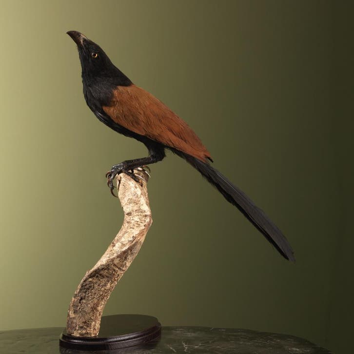 Bengaalse Spoorkoekoek Taxidermie Opgezette Dieren By Max, Collections, Collections Animaux, Enlèvement ou Envoi