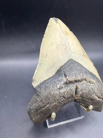 Megalodon - Fossiele tand - Carcharocles megalodon - 12.6 cm