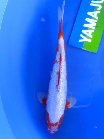 HQ Yuki Asagi van Yamaju  37cm (Japanse Koi), Tuin en Terras, Ophalen of Verzenden, Nieuw