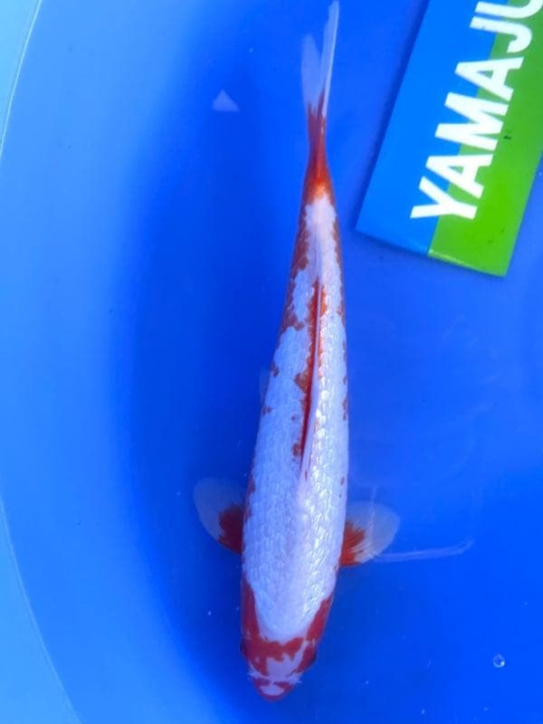 HQ Yuki Asagi van Yamaju  37cm (Japanse Koi), Jardin & Terrasse, Étangs, Enlèvement ou Envoi