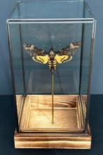 Papillon de nuit Support de corps entier pour taxidermie -