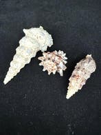 Escargot de mer Coquillage marin - S-193 CERITHIUM NODULOSUM