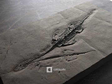 Een fossiel skelet van Keichousaurus van museumkwaliteit met