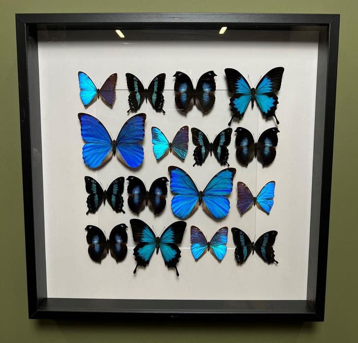 Vlinders in Lijst Taxidermie Opgezette Dieren By Max, Collections, Collections Animaux, Enlèvement ou Envoi