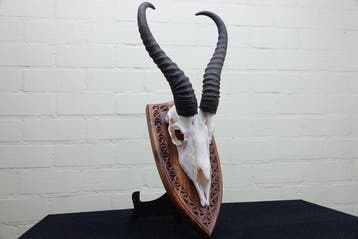 Springbok Schedel - Antidorcas marsupialis - 0 cm - 0 cm - 0, Verzamelen, Nieuw