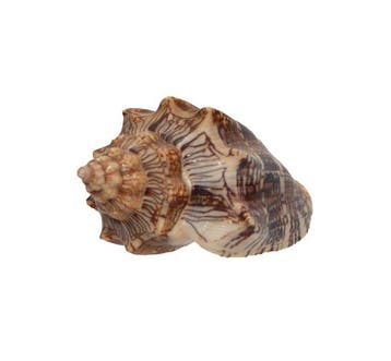 Volute de collection exclusive : Voluta ebraea (112 mm, état, Nieuw