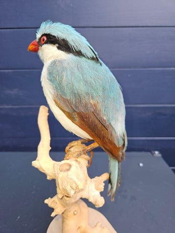 Hele mooie nette nieuw opgezette blauw groene kitta, Verzamelen, Nieuw