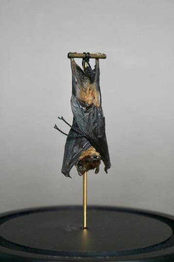 Vleermuis Taxidermie volledige montage - Pipistrelus sp. -, Nieuw