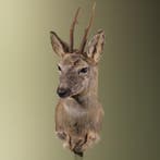 Reebok Wintervacht Taxidermie Opgezette Dieren By Max, Ophalen of Verzenden, Opgezet dier