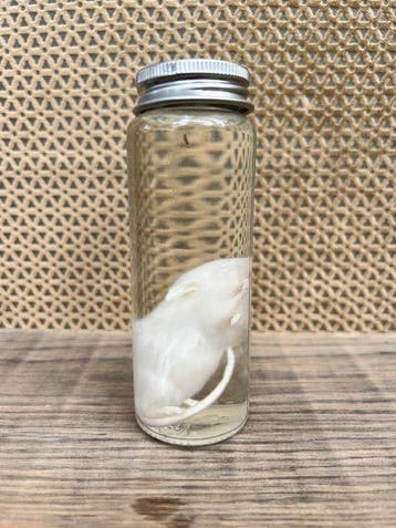 Souris Support de corps entier pour taxidermie - Mus - 12 cm