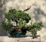 Bonsaï Genévrier (Juniperus) - Hauteur (arbre) : 24 cm -, Antiquités & Art