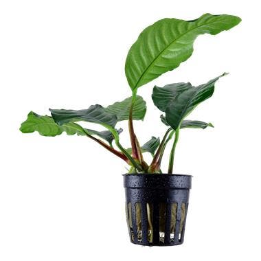 Anubias Coffeifolia - Pot, Dieren en Toebehoren, Vissen | Aquaria en Toebehoren, Nieuw, Verzenden