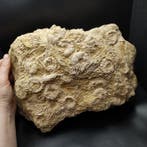 Zeldzame zee-egels - Fossiele plaatmatrix - Phymosoma