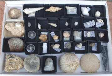 Collectie met 34 artikelen - Gefossiliseerde schelp (Zonder